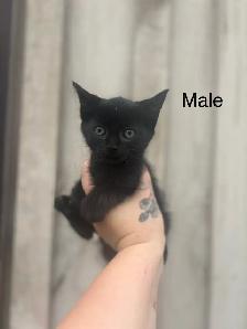 Barn Kittens - Photo 4