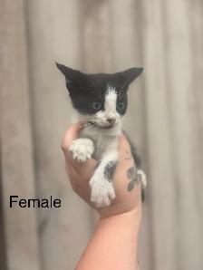 Barn Kittens - Photo 5