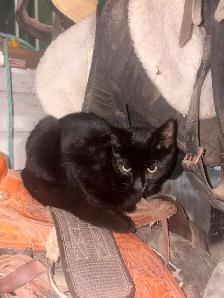 Barn Kittens - Photo 6