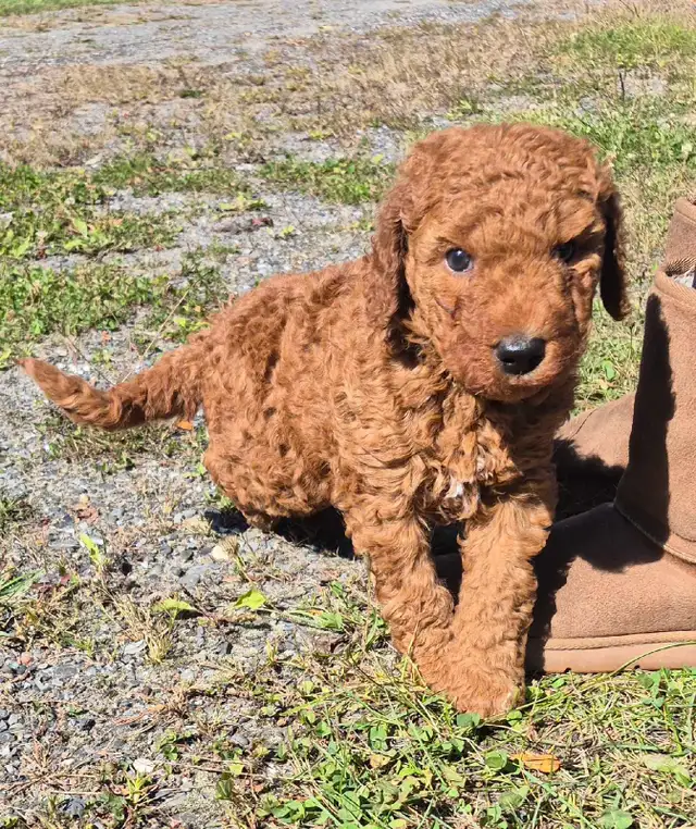 Goldendoodle