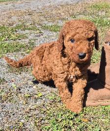 Goldendoodle