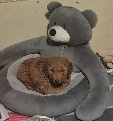 Goldendoodle - Photo 2