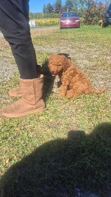 Goldendoodle - Photo 3