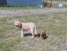 Goldendoodle - Photo 4