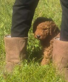 Goldendoodle - Photo 5