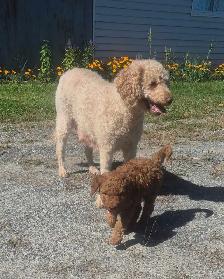 Goldendoodle - Photo 6