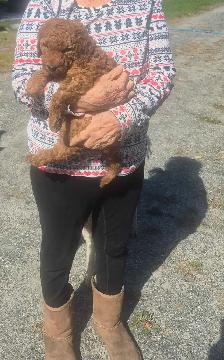 Goldendoodle - Photo 7
