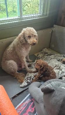 Goldendoodle - Photo 8