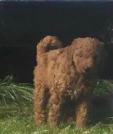 Goldendoodle - Photo 9
