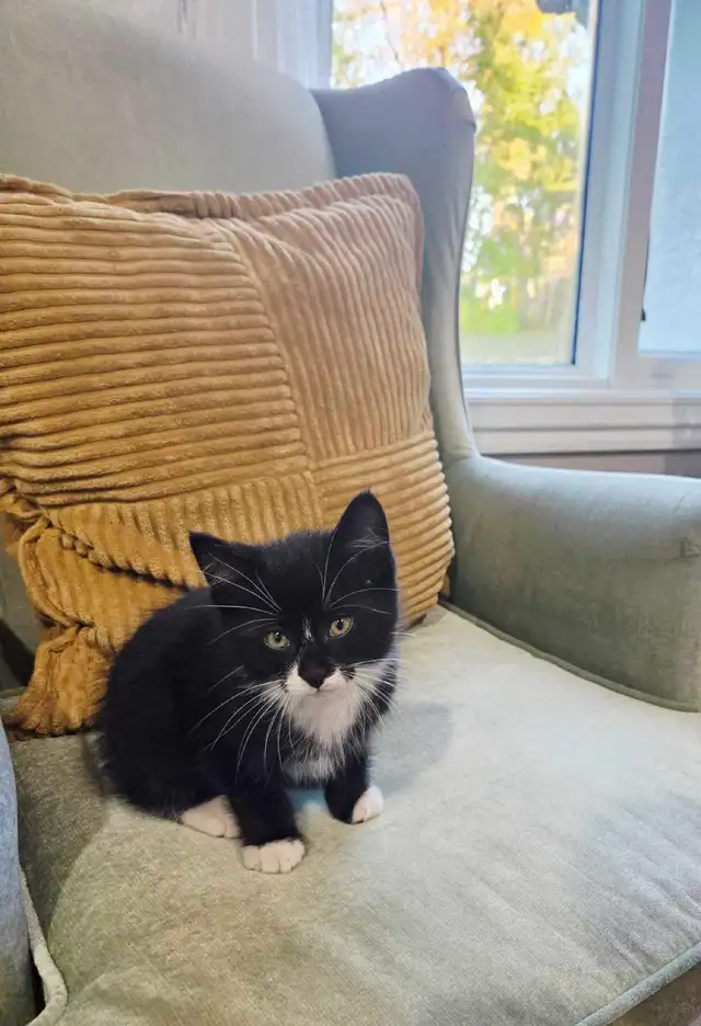 Kitten in need of home