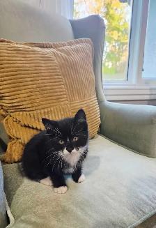 Kitten in need of home