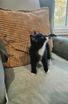 Kitten in need of home - Photo 2