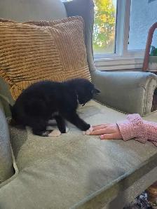 Kitten in need of home - Photo 3