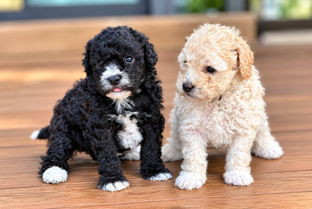 Two Adorable Female Toy Poodle Puppies Looking for Loving Homes