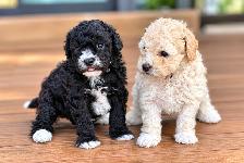 Two Adorable Female Toy Poodle Puppies Looking for Loving Homes