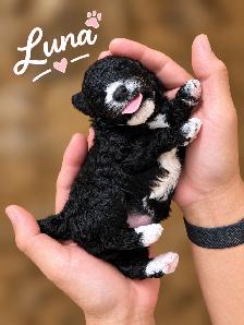 Two Adorable Female Toy Poodle Puppies Looking for Loving Homes - Photo 2