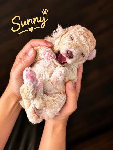 Two Adorable Female Toy Poodle Puppies Looking for Loving Homes - Photo 3