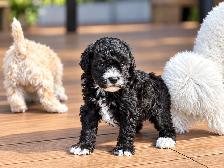 Two Adorable Female Toy Poodle Puppies Looking for Loving Homes - Photo 5