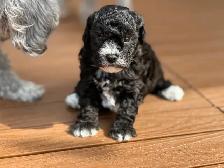 Two Adorable Female Toy Poodle Puppies Looking for Loving Homes - Photo 6