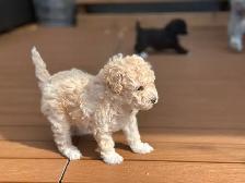 Two Adorable Female Toy Poodle Puppies Looking for Loving Homes - Photo 7