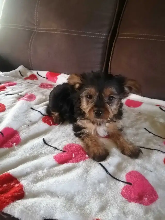 shorkies
