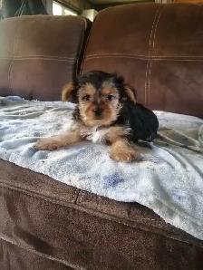 shorkies - Photo 2