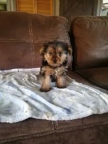 shorkies - Photo 3