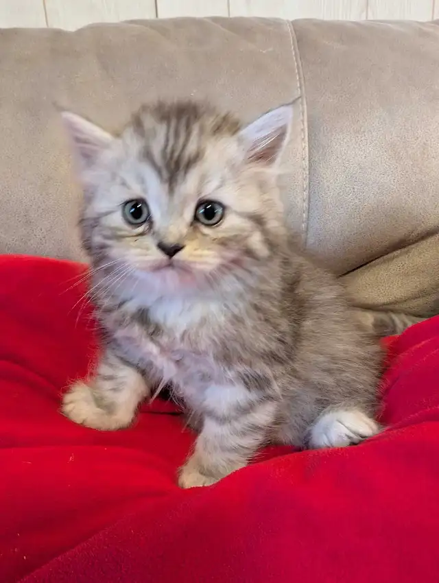 doll face Persian kittens