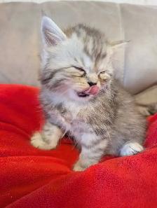 doll face Persian kittens - Photo 2
