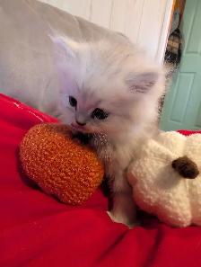 doll face Persian kittens - Photo 3