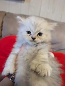 doll face Persian kittens - Photo 4