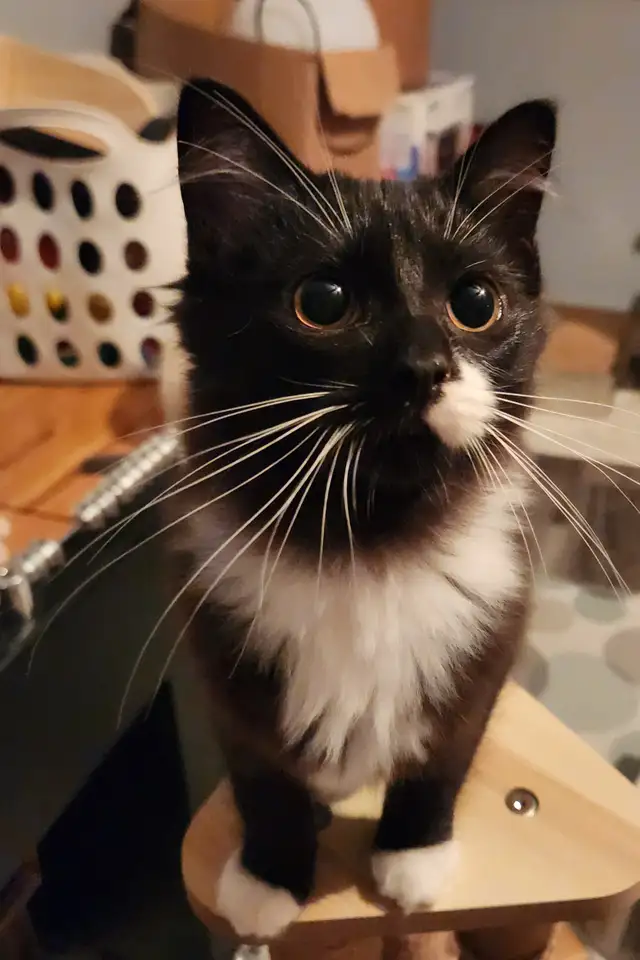 Beautiful Female Ragdoll kitten, Looking for her FUREVER Home.