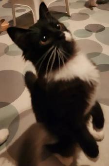 Beautiful Female Ragdoll kitten, Looking for her FUREVER Home. - Photo 2