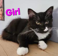 Beautiful Female Ragdoll kitten, Looking for her FUREVER Home. - Photo 3