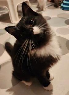 Beautiful Female Ragdoll kitten, Looking for her FUREVER Home. - Photo 4