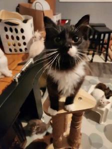 Beautiful Female Ragdoll kitten, Looking for her FUREVER Home. - Photo 6