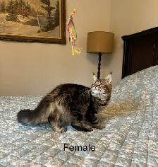 Maine Coon Kittens - Photo 4
