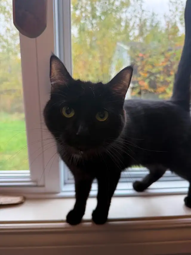 Urgent: Cat For Adoption