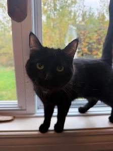 Urgent: Cat For Adoption