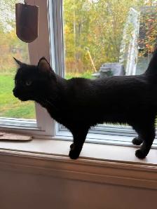 Urgent: Cat For Adoption - Photo 2