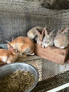 Mini Rex Rabbits