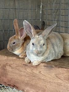 Mini Rex Rabbits - Photo 2