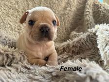 TriggerPoint Traditional Frenchie Puppies