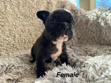 TriggerPoint Traditional Frenchie Puppies - Photo 2