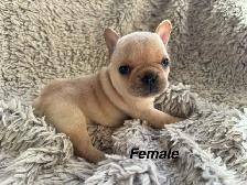 TriggerPoint Traditional Frenchie Puppies - Photo 3