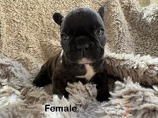 TriggerPoint Traditional Frenchie Puppies - Photo 4