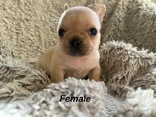 TriggerPoint Traditional Frenchie Puppies - Photo 5