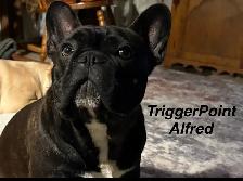TriggerPoint Traditional Frenchie Puppies - Photo 6