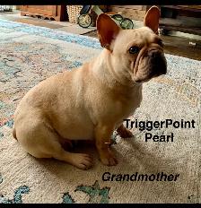 TriggerPoint Traditional Frenchie Puppies - Photo 7
