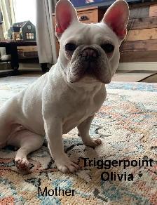 TriggerPoint Traditional Frenchie Puppies - Photo 8